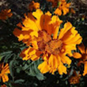 Meet your Posher, Alondra